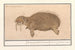 Morse Odobenus rosmarus Rosmarcus elephas Marinus Morse Elephant seal - Anselmus Botius de Boodt — artwork view
