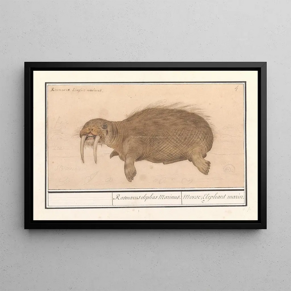Morse Odobenus rosmarus Rosmarcus elephas Marinus Morse Elephant seal - Anselmus Botius de Boodt — framed artwork on a wall