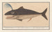 Whale Male - Anselmus Botius de Boodt — artwork view