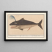 Whale Male - Anselmus Botius de Boodt — framed artwork on a wall