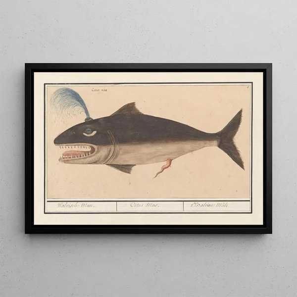 Whale Male - Anselmus Botius de Boodt — framed artwork on a wall