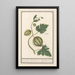 Reproduction of the painting Watermelon Citrullus vulgaris apple Citrulli pompon - Anselmus Botius de Boodt