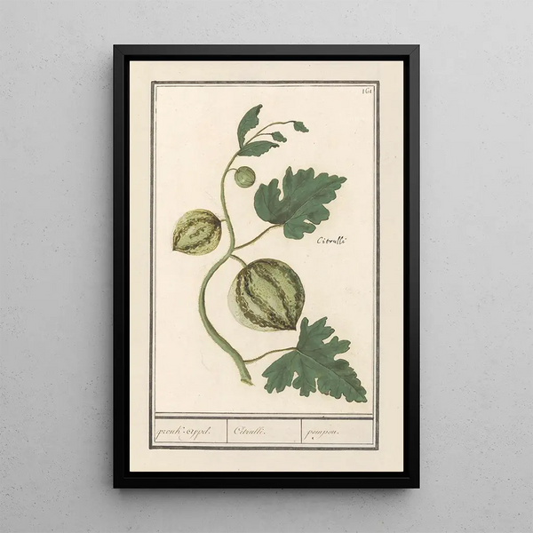 Reproduction of the painting Watermelon Citrullus vulgaris apple Citrulli pompon - Anselmus Botius de Boodt