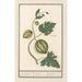 Reproduction of the painting Watermelon Citrullus vulgaris apple Citrulli pompon - Anselmus Botius de Boodt