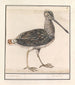 Water Ciboulette Painting Gallinago gallinago - Anselmus Botius de Boodt — artwork view