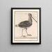 Water Ciboulette Painting Gallinago gallinago - Anselmus Botius de Boodt — framed artwork on a wall
