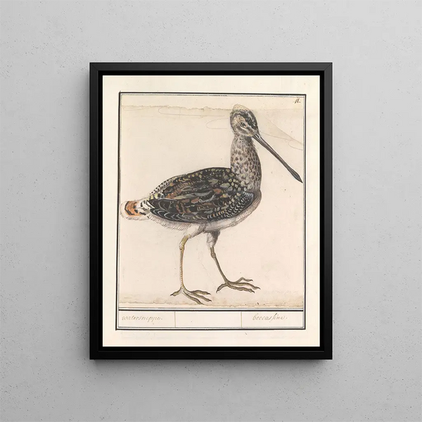 Water Ciboulette Painting Gallinago gallinago - Anselmus Botius de Boodt — framed artwork on a wall