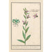 Ophrys abeille Ophrys bombyliflora Orchis Satyrion Du Satyrion - Anselmus Botius de Boodt — artwork view
