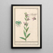 Ophrys abeille Ophrys bombyliflora Orchis Satyrion Du Satyrion - Anselmus Botius de Boodt — framed artwork on a wall