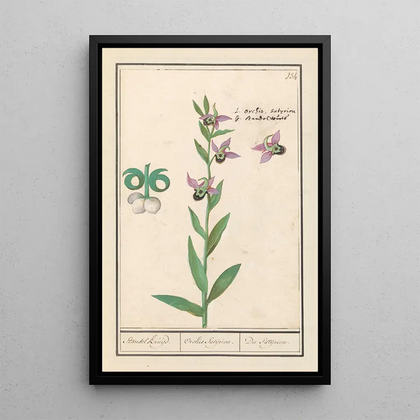 Ophrys abeille Ophrys bombyliflora Orchis Satyrion Du Satyrion - Anselmus Botius de Boodt — framed artwork on a wall