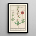 Reproduction of the painting Ophrys abeille Ophrys bombyliflora and anemones Anemone - Anselmus Botius de Boodt