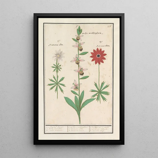 Anselmus Botius de Boodt - Weidehommelophrys Ophrys bombyliflora en anemonen Anemone.webp