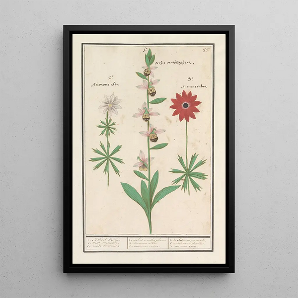 Reproduction of the painting Ophrys abeille Ophrys bombyliflora and anemones Anemone - Anselmus Botius de Boodt