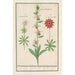 Reproduction of the painting Ophrys abeille Ophrys bombyliflora and anemones Anemone - Anselmus Botius de Boodt