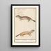 Reproduction of the painting Belette Mustela nivalis Belette Mustela Belette - Anselmus Botius de Boodt