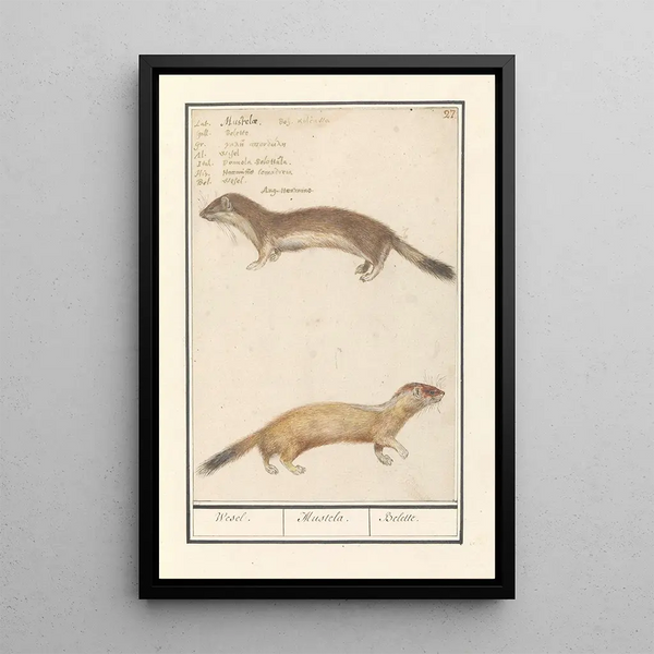 Reproduction of the painting Belette Mustela nivalis Belette Mustela Belette - Anselmus Botius de Boodt