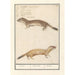 Reproduction of the painting Belette Mustela nivalis Belette Mustela Belette - Anselmus Botius de Boodt