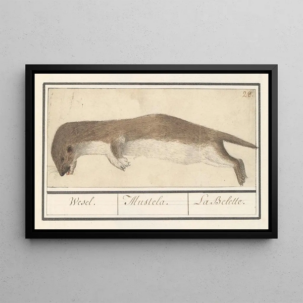 Belette - Anselmus Botius de Boodt — framed artwork on a wall