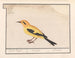 Oriolus oriolus - Anselmus Botius de Boodt — artwork view