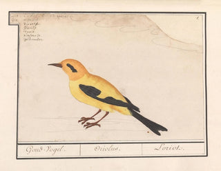 Oriolus oriolus - Anselmus Botius de Boodt — artwork view