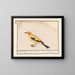 Oriolus oriolus - Anselmus Botius de Boodt — framed artwork on a wall