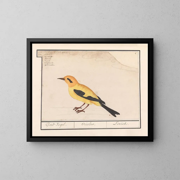 Oriolus oriolus - Anselmus Botius de Boodt — framed artwork on a wall