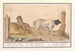 Wild sheep Ovis and African goat Capra 1 Arab sheep 2 African ram - Anselmus Botius de Boodt — artwork view