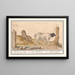 Wild sheep Ovis and African goat Capra 1 Arab sheep 2 African ram - Anselmus Botius de Boodt — framed artwork on a wall