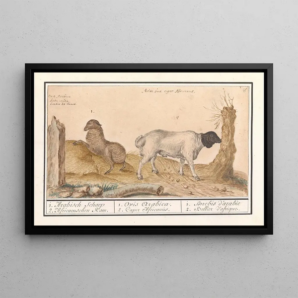 Wild sheep Ovis and African goat Capra 1 Arab sheep 2 African ram - Anselmus Botius de Boodt — framed artwork on a wall