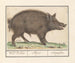 Wild Boar Painting - Anselmus Botius de Boodt — artwork view