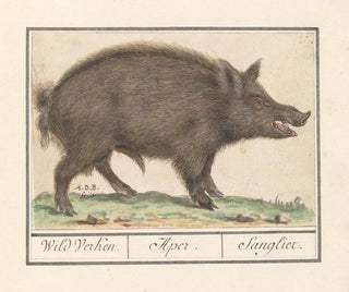 Wild Boar Painting - Anselmus Botius de Boodt — artwork view