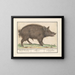 Wild Boar Painting - Anselmus Botius de Boodt — framed artwork on a wall