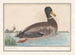 Mallard duck - Anselmus Botius de Boodt — artwork view