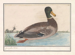 Mallard duck - Anselmus Botius de Boodt — artwork view