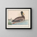 Mallard duck - Anselmus Botius de Boodt — framed artwork on a wall