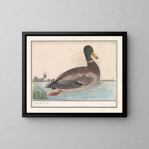 Mallard duck - Anselmus Botius de Boodt — framed artwork on a wall
