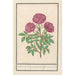 Eglantier Rosa Rose des bois odorante rosa silverstris adorata Rose des bois avec odeur - Anselmus Botius de Boodt — artwork view