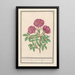 Eglantier Rosa Rose des bois odorante rosa silverstris adorata Rose des bois avec odeur - Anselmus Botius de Boodt — framed artwork on a wall
