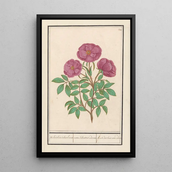 Eglantier Rosa Rose des bois odorante rosa silverstris adorata Rose des bois avec odeur - Anselmus Botius de Boodt — framed artwork on a wall