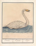 Swan singer Cygnus cygnus Zwaene Cignus Cigne - Anselmus Botius de Boodt — artwork view