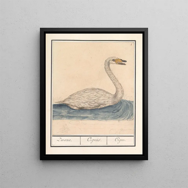 Swan singer Cygnus cygnus Zwaene Cignus Cigne - Anselmus Botius de Boodt — framed artwork on a wall