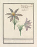 Wildemanskruid Pulsatilla vulgaris Keucken Kruijd apium risus pulsatilla Coquelourdes - Anselmus Botius de Boodt — artwork view