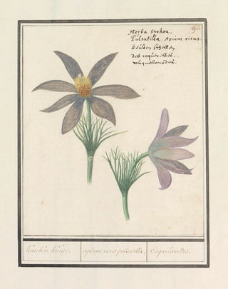 Anselmus Botius de Boodt - Wildemanskruid Pulsatilla vulgaris Keucken Kruijd apium risus pulsatilla Coquelourdes.webp