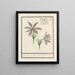 Wildemanskruid Pulsatilla vulgaris Keucken Kruijd apium risus pulsatilla Coquelourdes - Anselmus Botius de Boodt — framed artwork on a wall