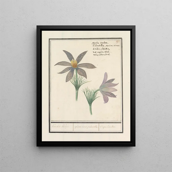 Wildemanskruid Pulsatilla vulgaris Keucken Kruijd apium risus pulsatilla Coquelourdes - Anselmus Botius de Boodt — framed artwork on a wall