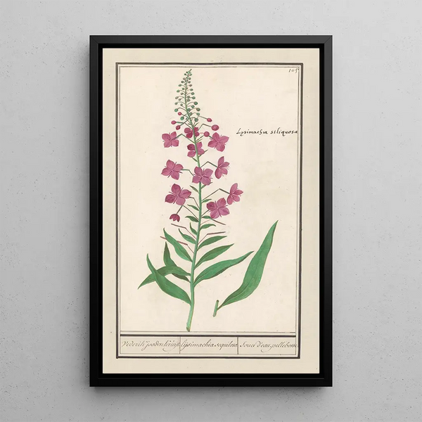 Epilobe en épi Chamerion angustifolium Vederik herbe juive lysimaque sequilosa Souci d'eau pellebosse - Anselmus Botius de Boodt — framed artwork on a wall
