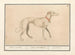 Greyhound - Anselmus Botius de Boodt — artwork view
