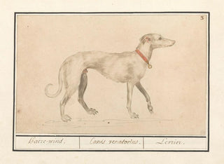 Greyhound - Anselmus Botius de Boodt — artwork view