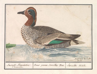 Canard siffleur - Anselmus Botius de Boodt — artwork view