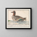 Canard siffleur - Anselmus Botius de Boodt — framed artwork on a wall